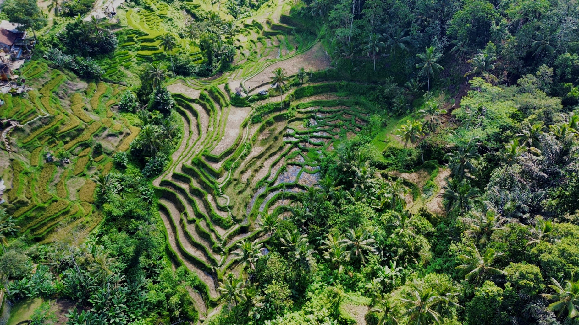 Les rizières de Tegallalang en drone