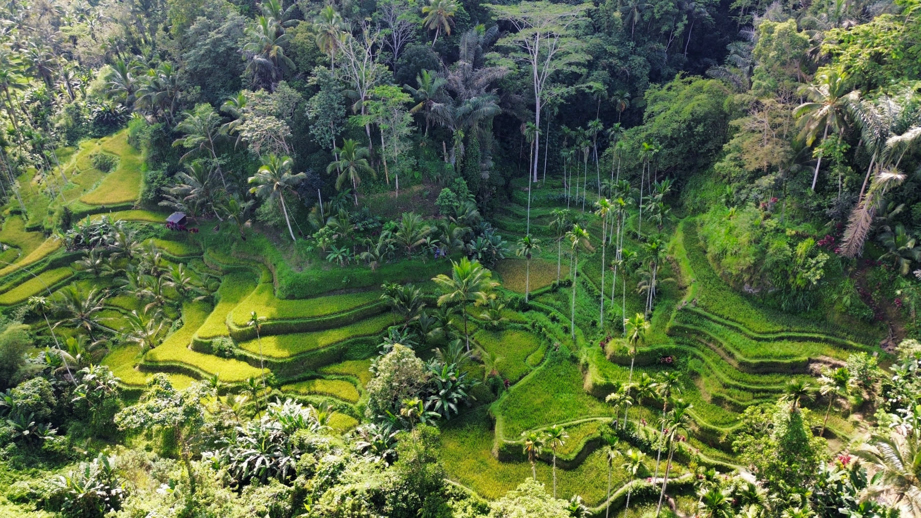 Les rizières de Tegallalang en drone