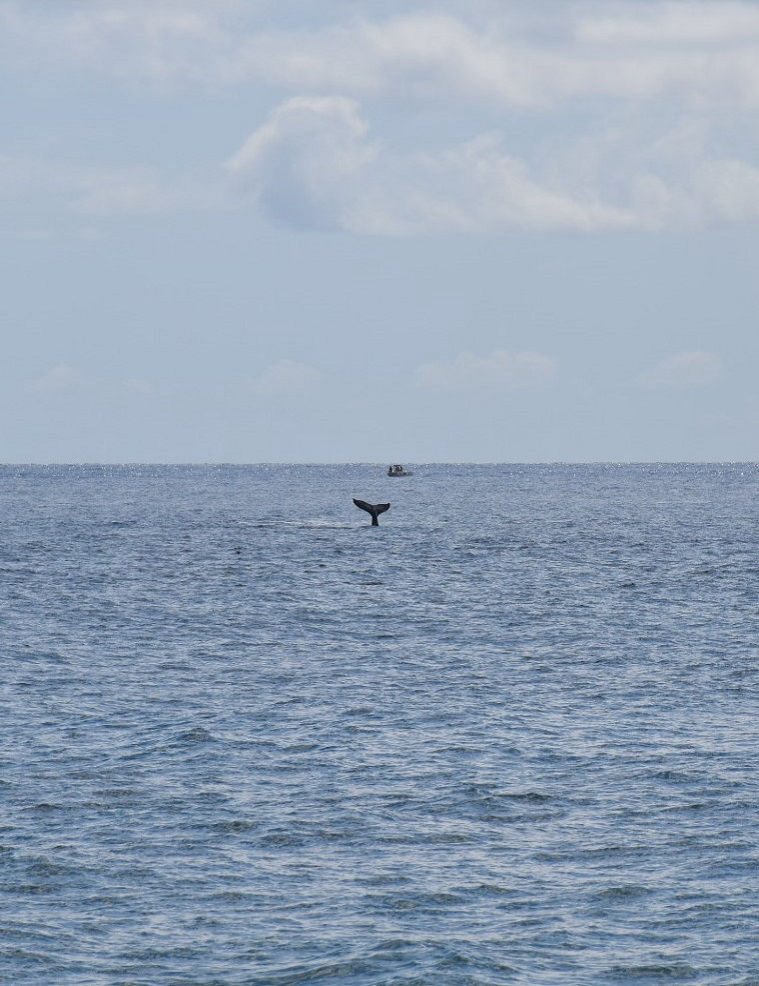 Excursion en mer pour aller voir les baleines de l'île de la Réunion