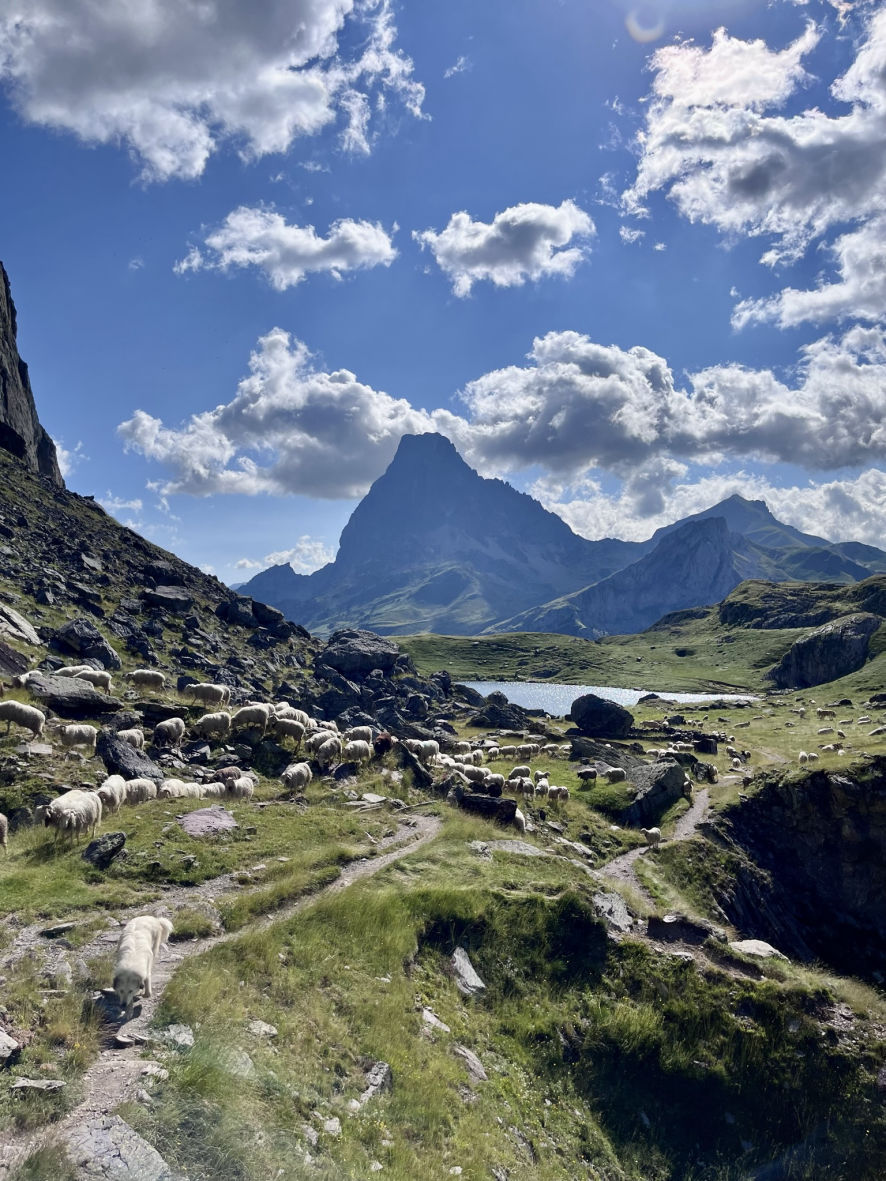 La transhumance sur la randonnée des lacs d'Ayous avec un patou