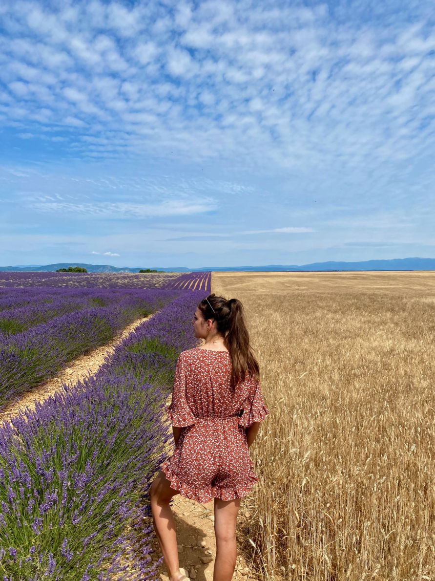 Les champs de lavande du plateau de Valensole