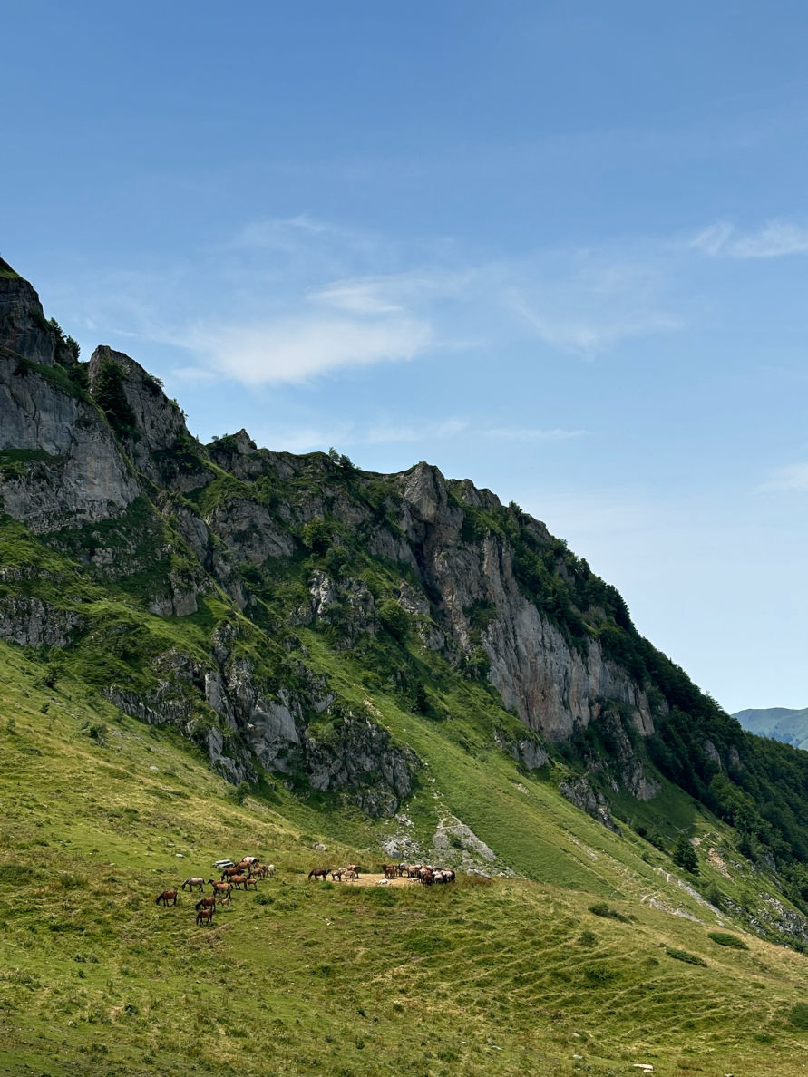 De magnifiques paysages accompgnés de troupeaux de vaches et de chevaux