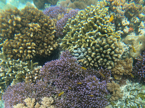 Les magnifiques récifs coralliens des îles Gili