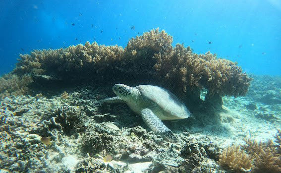 Snorkeling avec les tortues