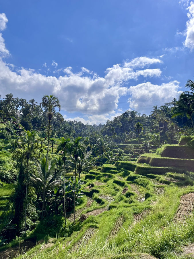 Les rizières en terrasse de Tegallalang à Bali