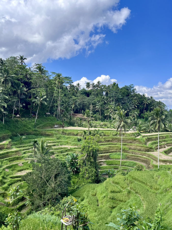 Les rizières de Tegallalang à proximité d'Ubud