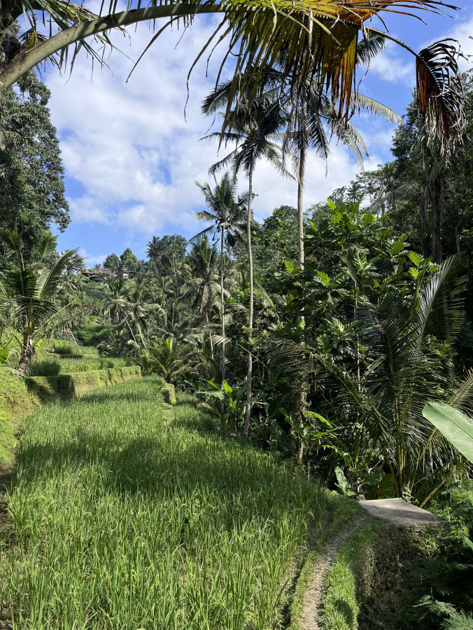 Les champs de riz au temple hindou Candi Tebing Gunung Kawi à Bali