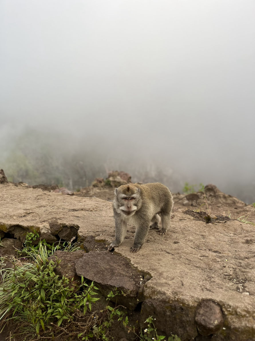 Les macaques du mont Batur