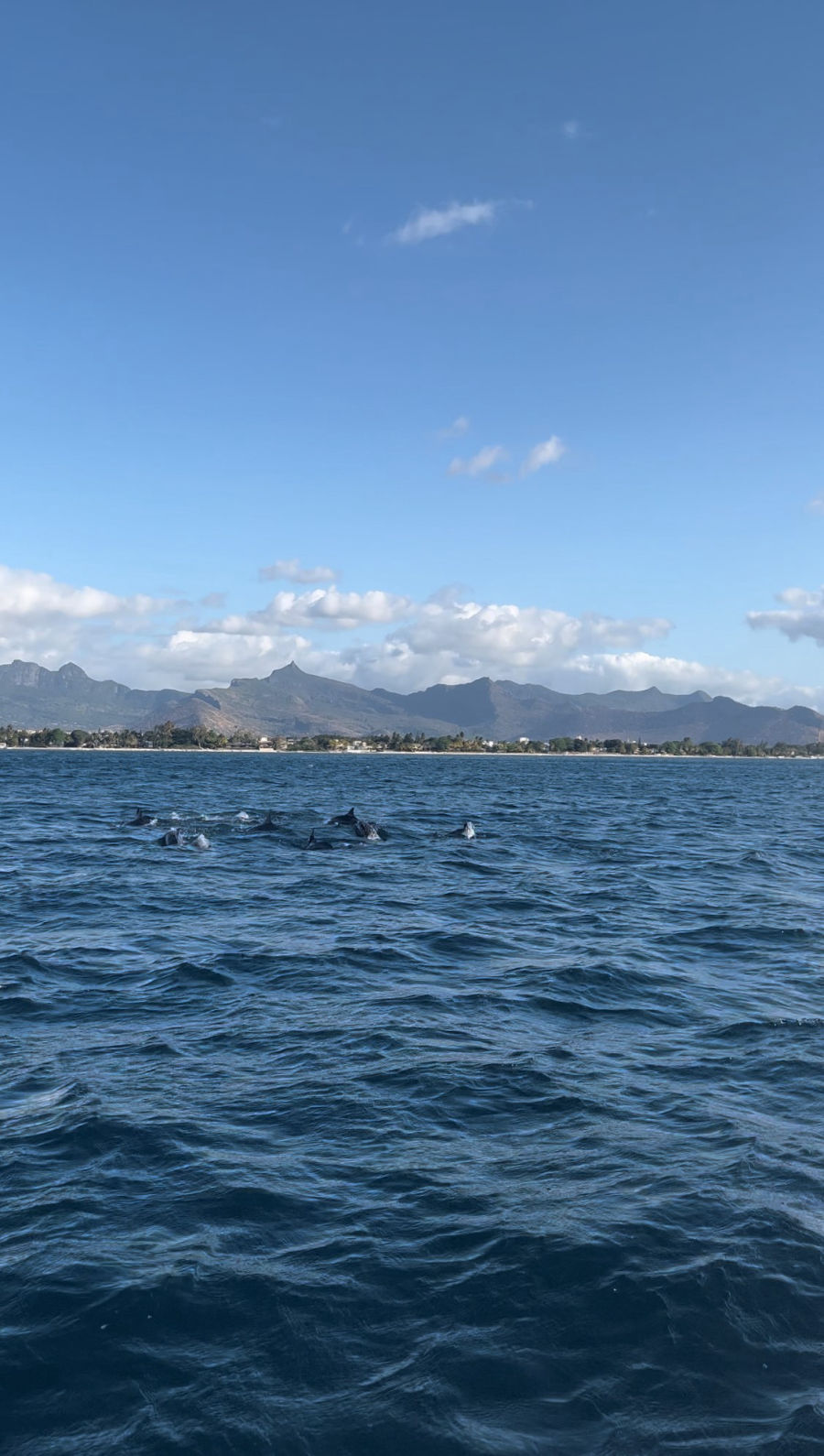Nager avec les dauphins à l'île Maurice