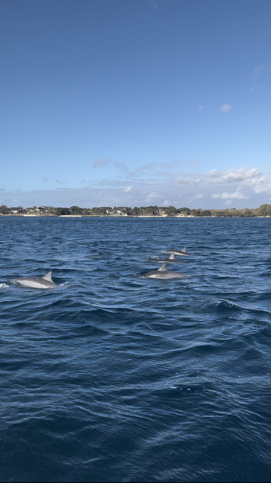 Nager avec les dauphins à l'île Maurice