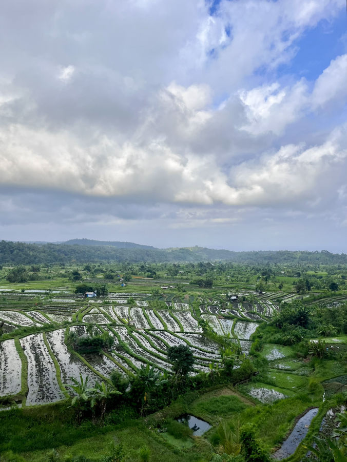 Les champs et cultures à Bali