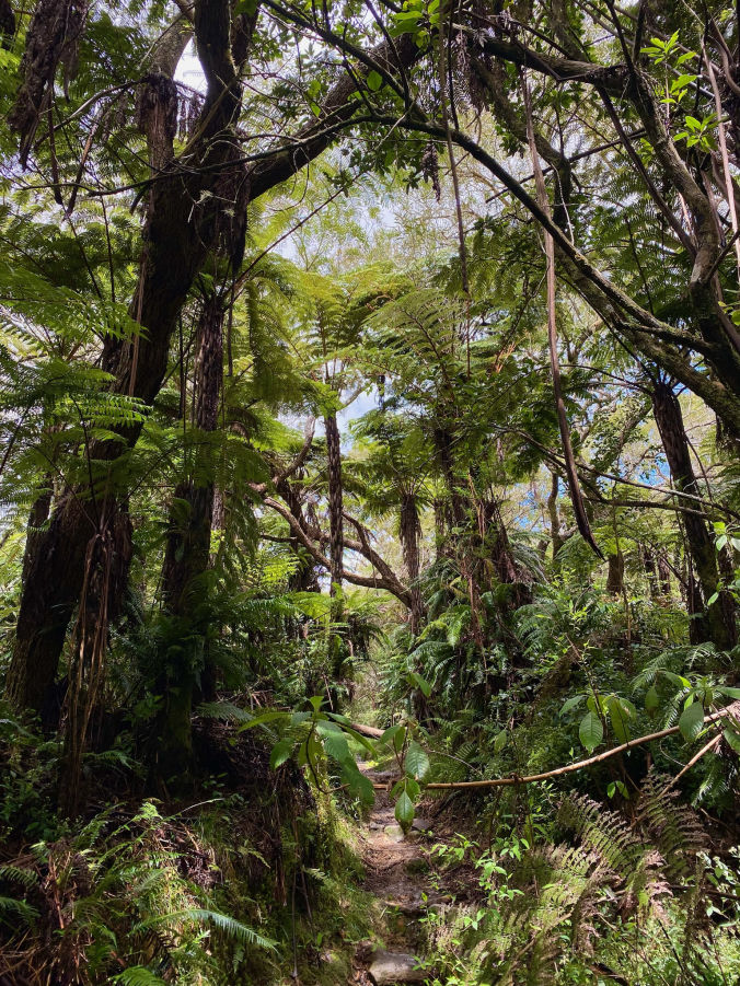 La Forêt primaire de Belouve