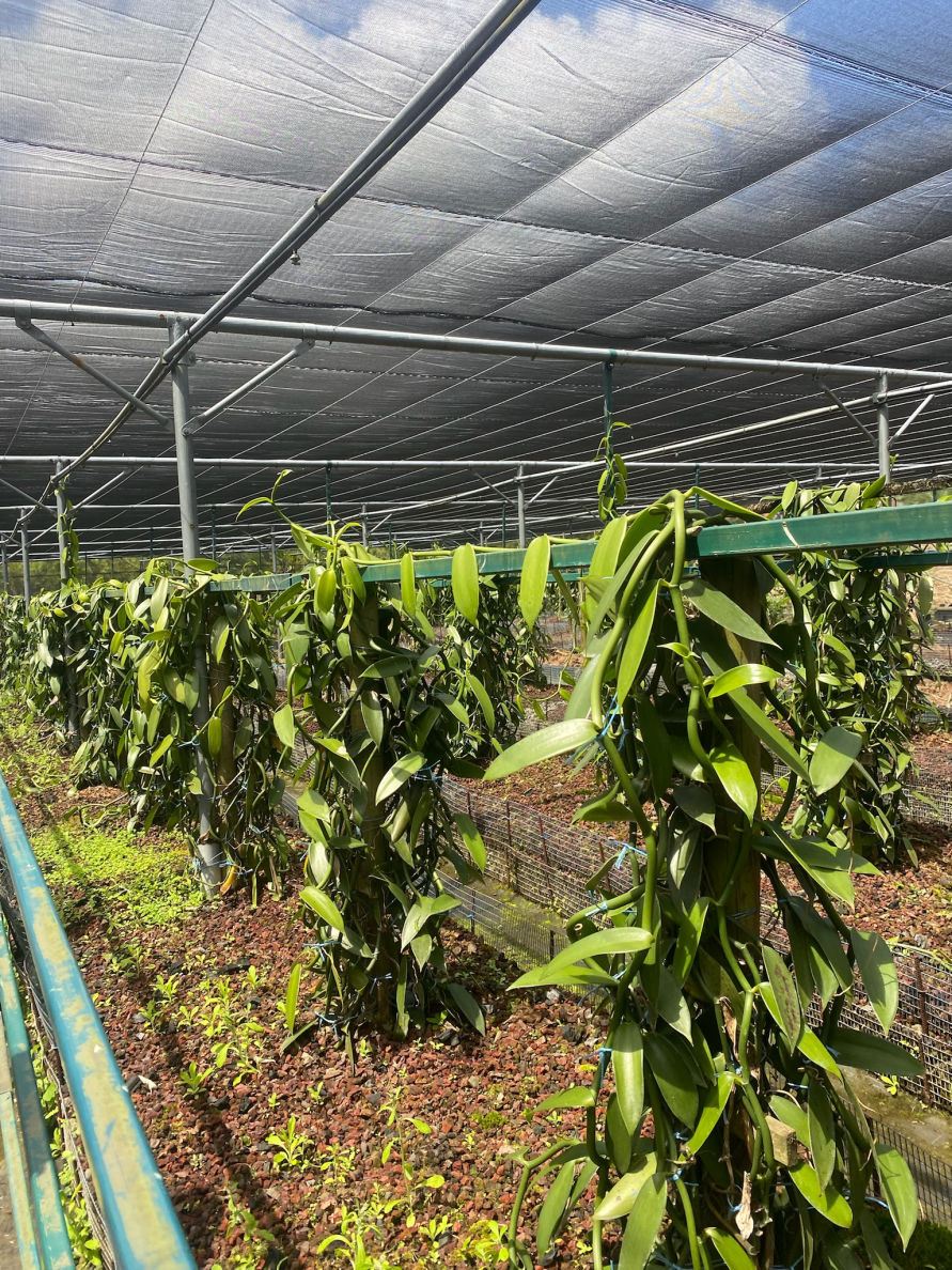 Visite d’une vanilleraie, la plantation de vanille Roulof