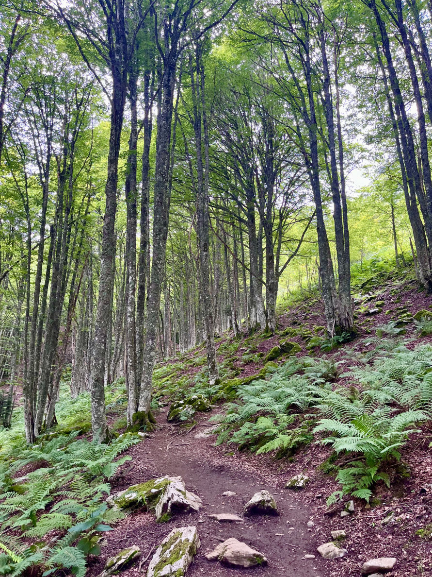 Le début de la rando dans la forêt