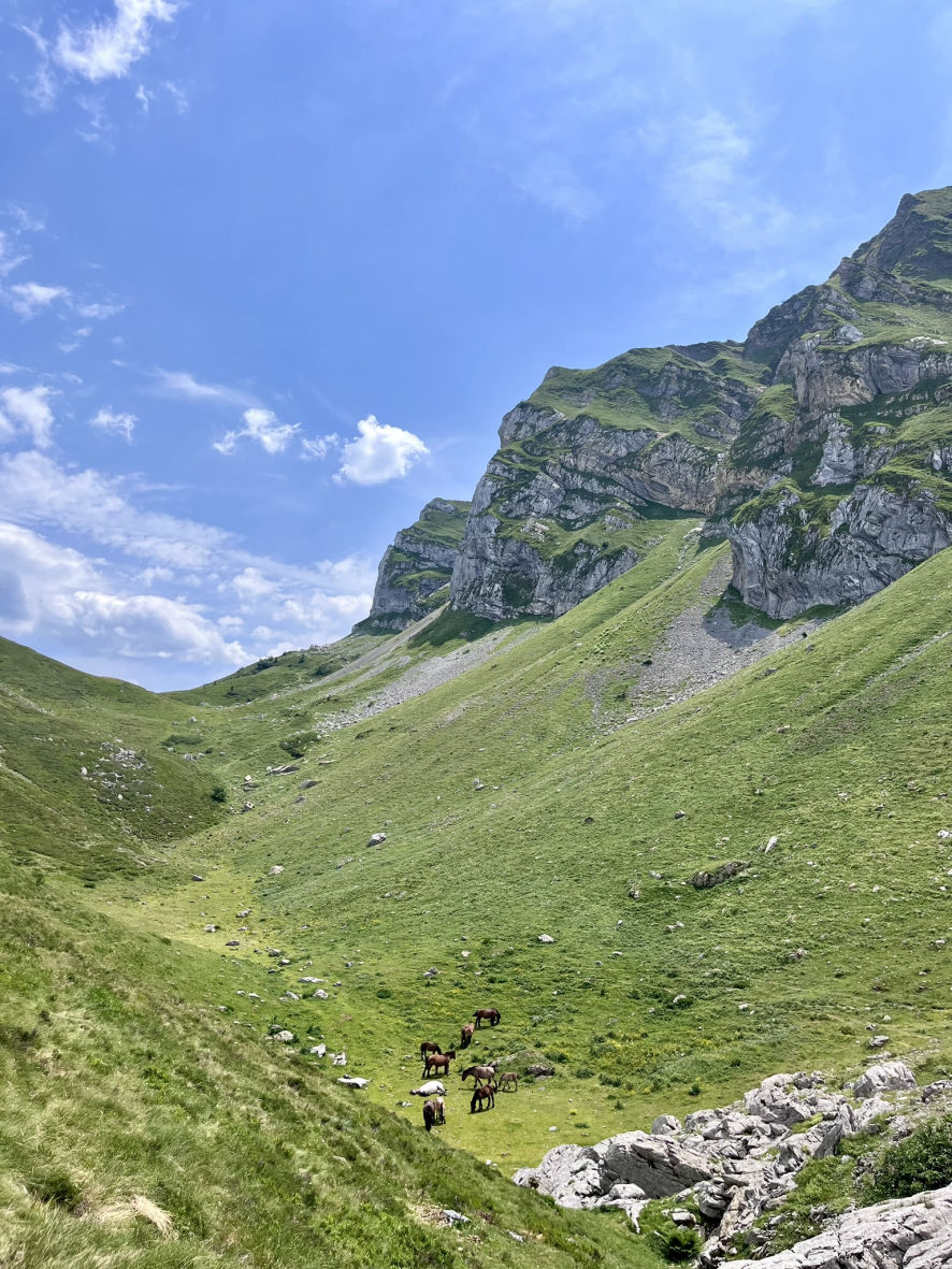 De magnifiques paysages accompgnés de troupeaux de vaches et de chevaux