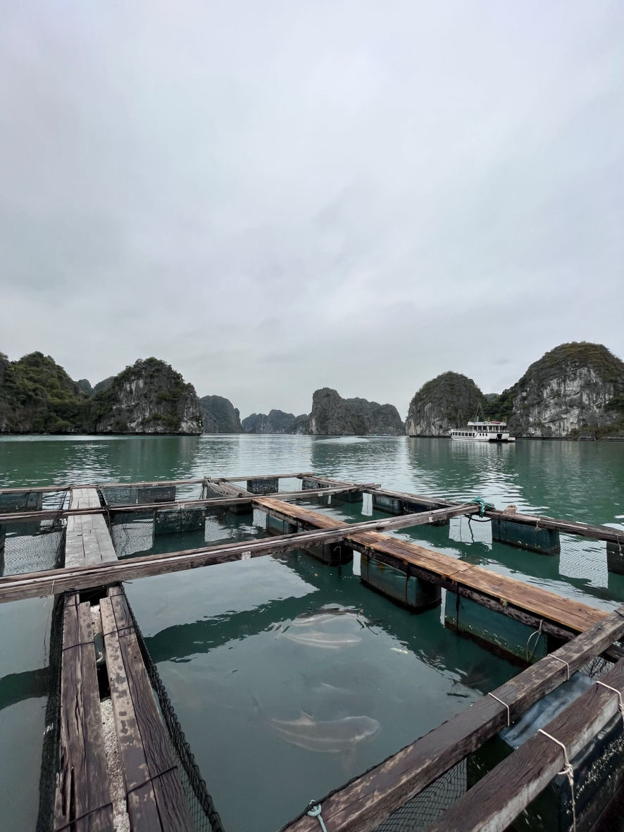 Les fermes flottantes de la baie de Lan Ha