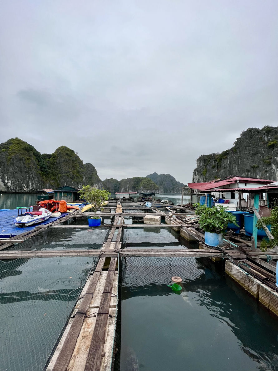 Les fermes flottantes de la baie de Lan Ha