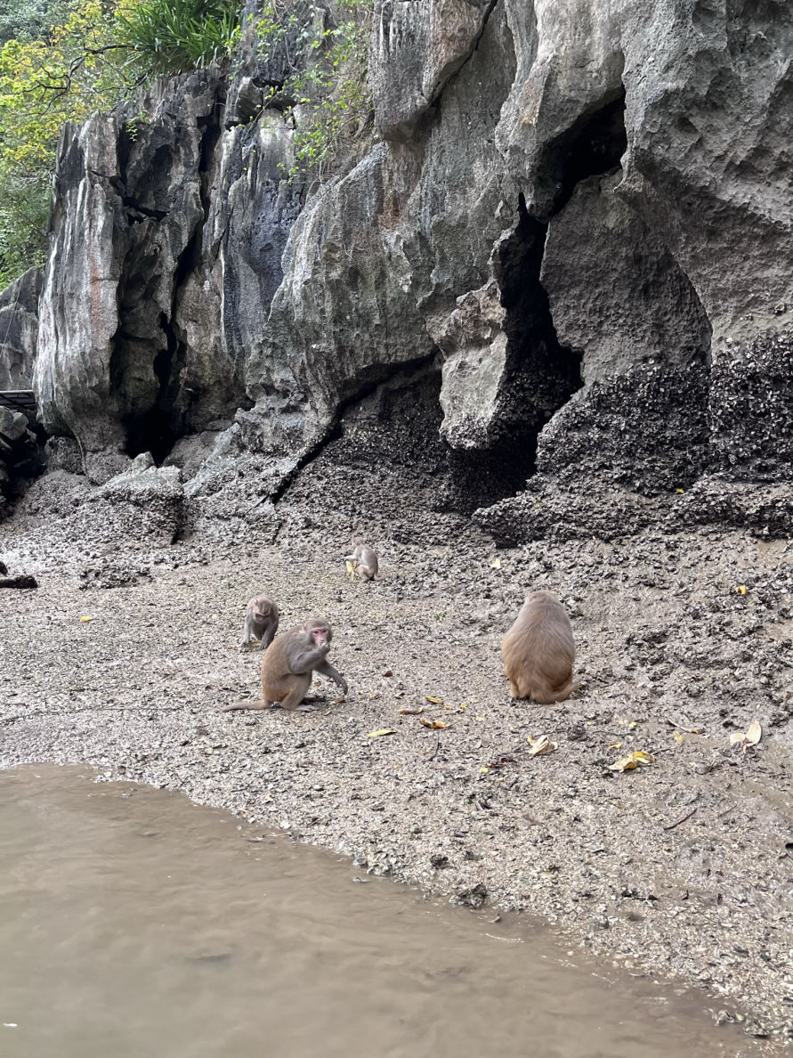 Les singes de la baie d'Ha Long