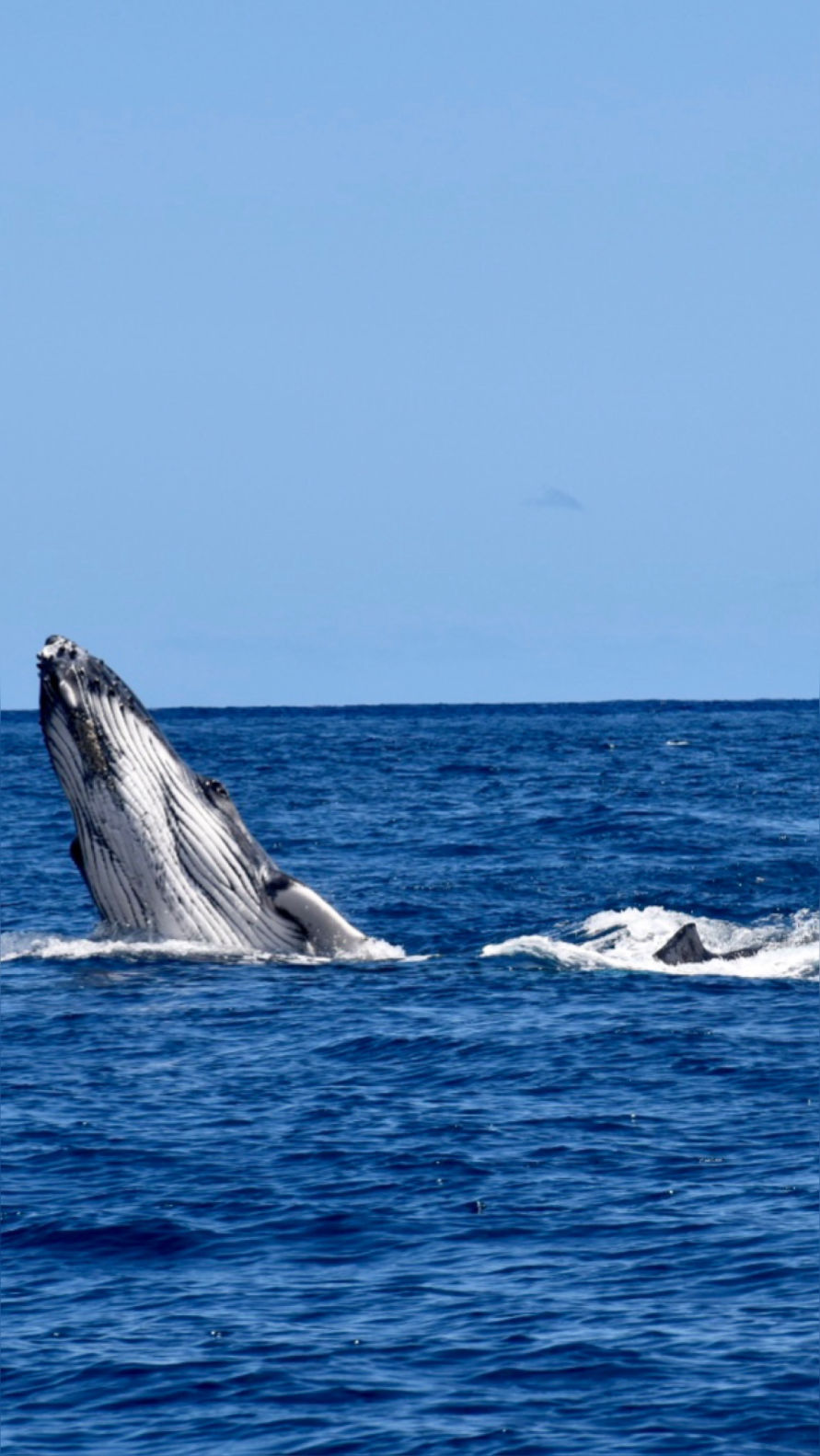 Les baleines à bosse de l'île de la Réunion