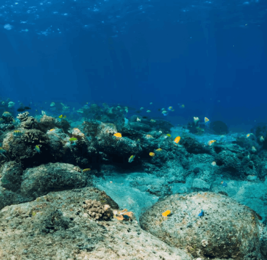 Faire de la plongée pour explorer la barrière de corail à l'île Maurice