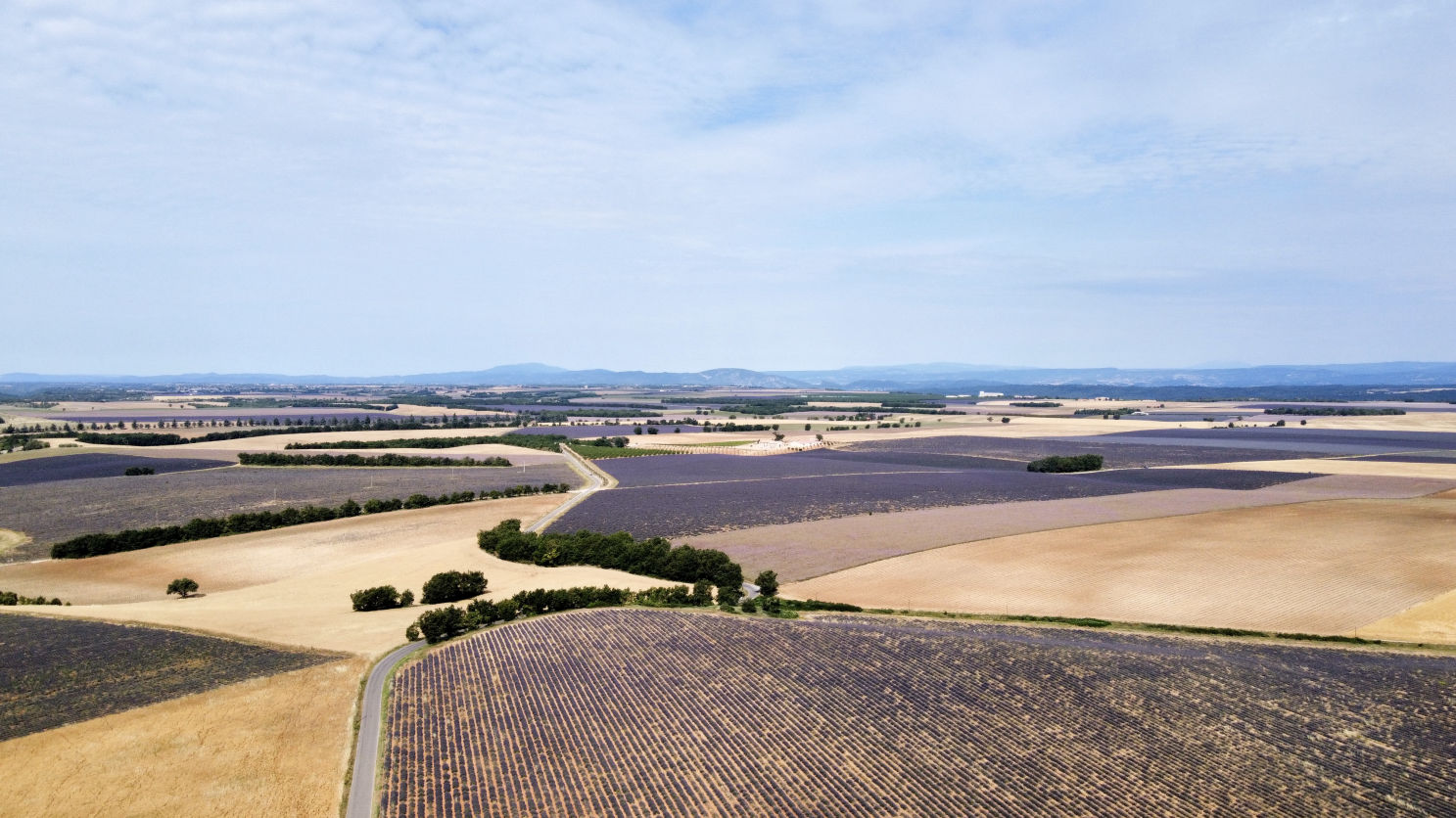 Les champs de lavande de Valensole vue du drone