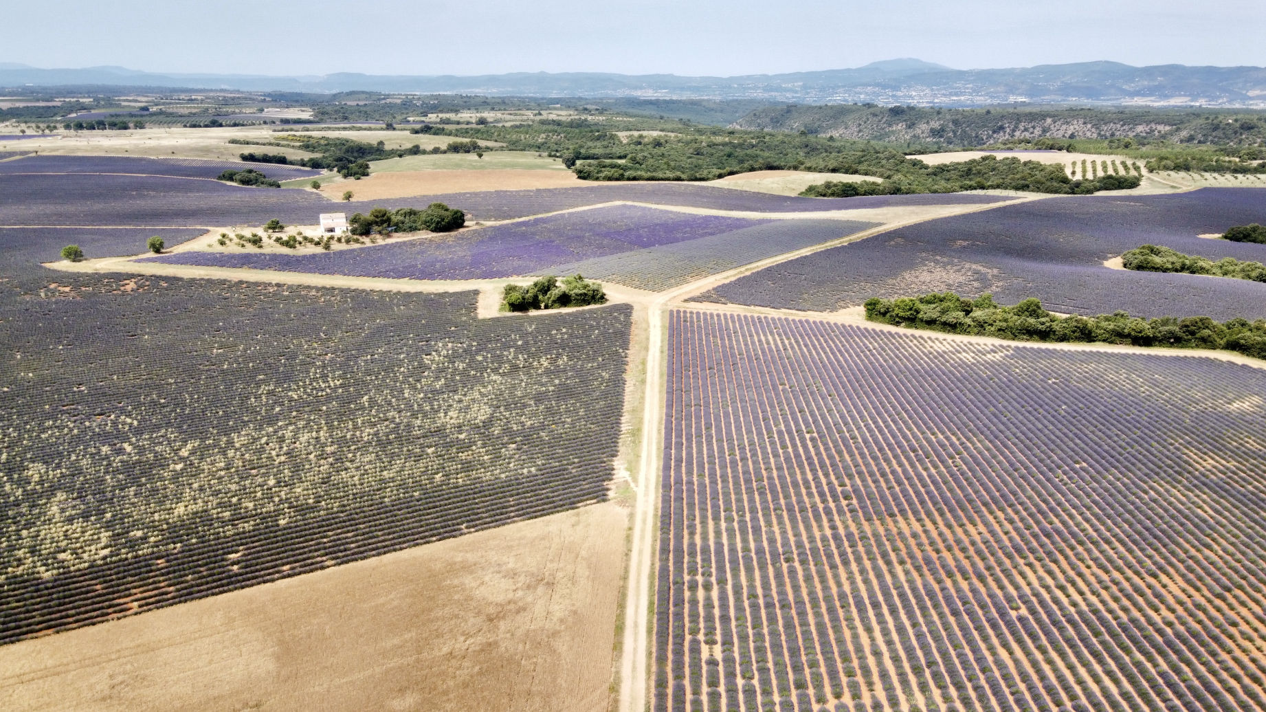 Les champs de lavande de Valensole vue du drone
