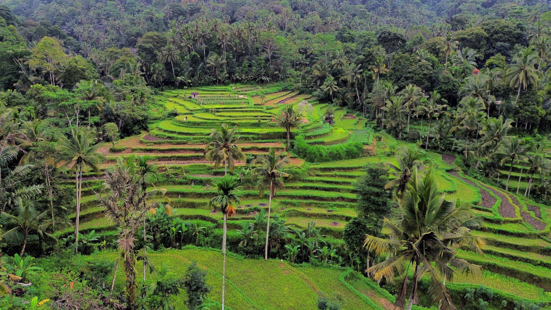 Les rizières en terrasse de Sibetan