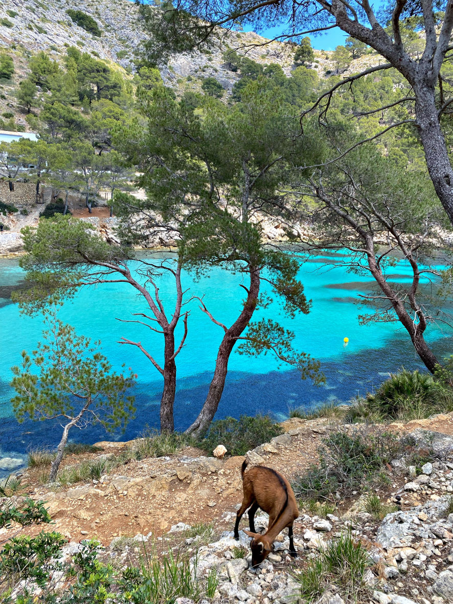 Les chèvres de la Cala Murta
